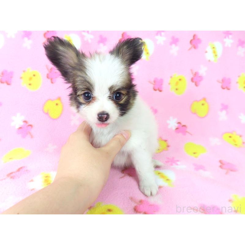 成約済の千葉県のパピヨン-409014の4枚目