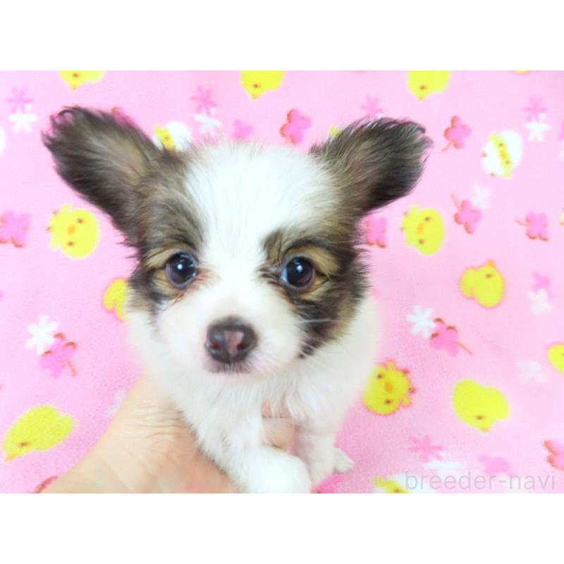 成約済の千葉県のパピヨン-409014の3枚目