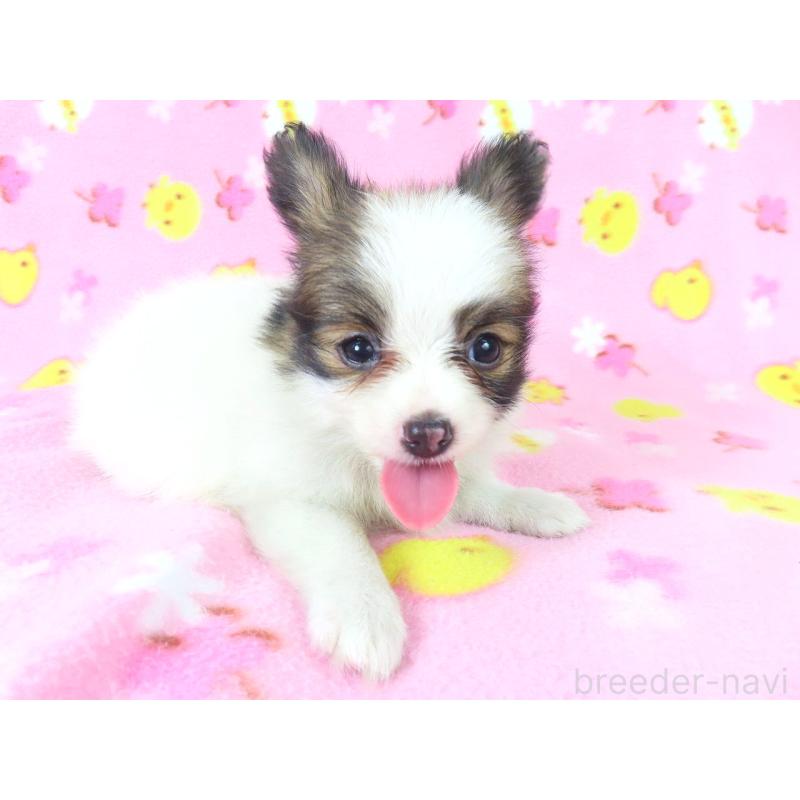 成約済の千葉県のパピヨン-409014の2枚目