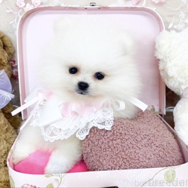販売中の滋賀県のポメラニアン-414082