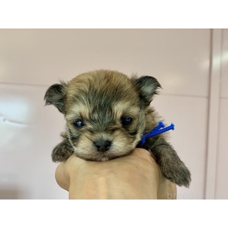 販売中の滋賀県のポメマル:ポメラニアン×マルチーズ-414091の6枚目