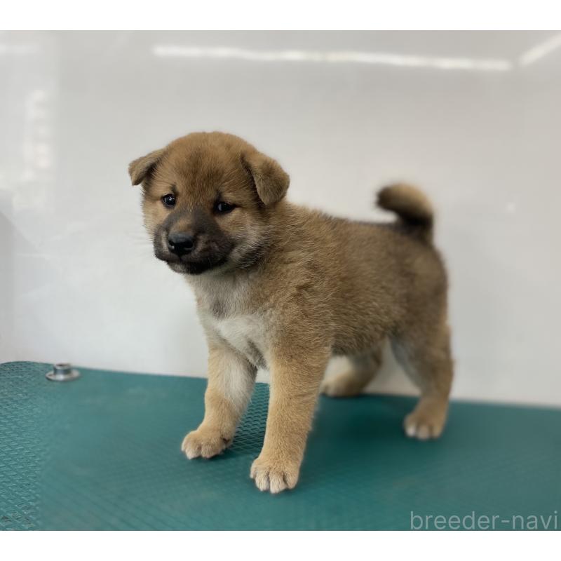 販売中の長野県の柴犬-414112の5枚目