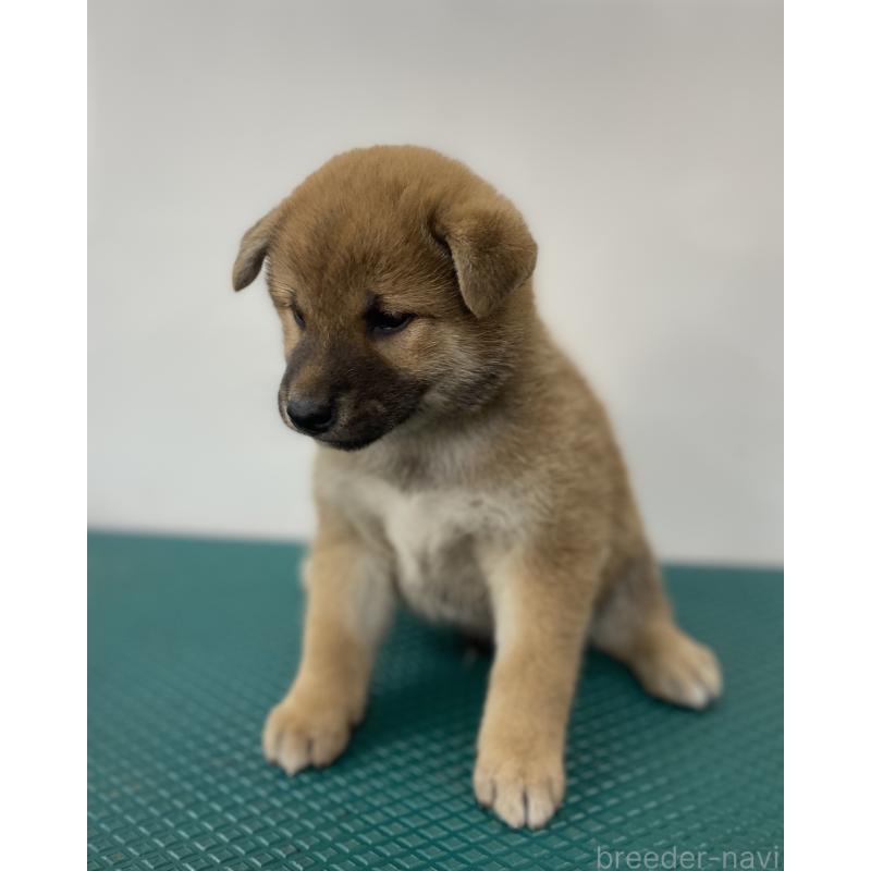 販売中の長野県の柴犬-414112の3枚目