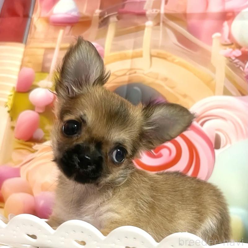 販売中の茨城県のチワワ(ロングコート)-414108