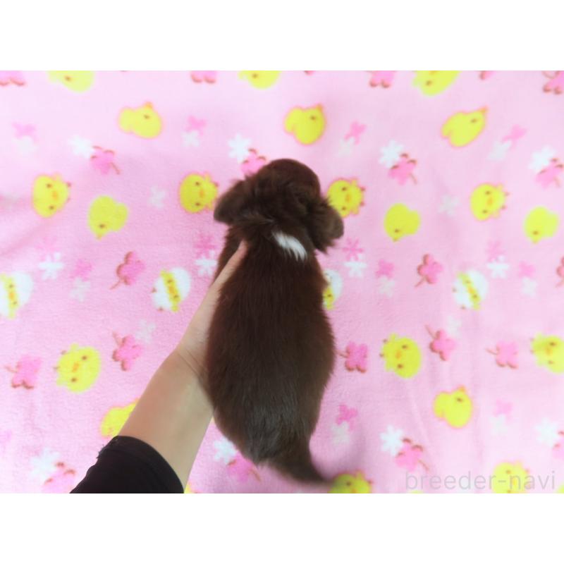 販売中の千葉県のチワワ(ロングコート)-403227の11枚目
