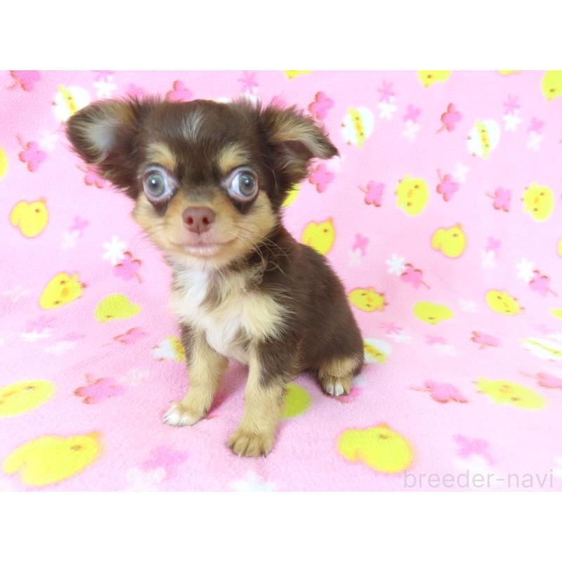 販売中の千葉県のチワワ(ロングコート)-403227の10枚目