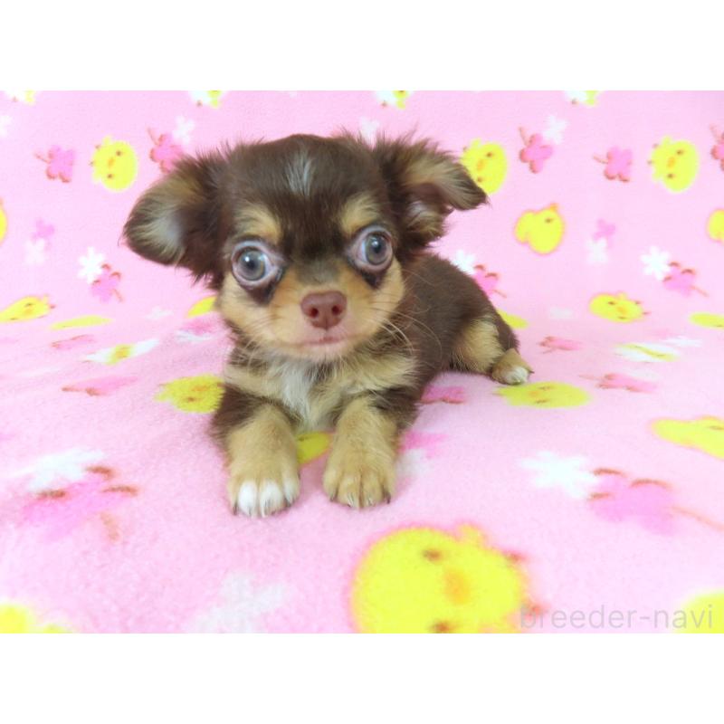 販売中の千葉県のチワワ(ロングコート)-403227の9枚目