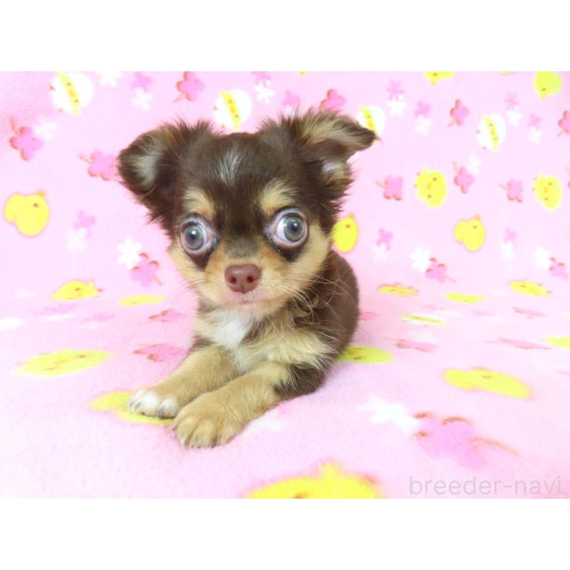 販売中の千葉県のチワワ(ロングコート)-403227の8枚目