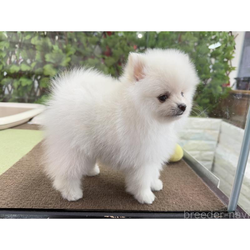 販売中の京都府のポメラニアン-414115の3枚目