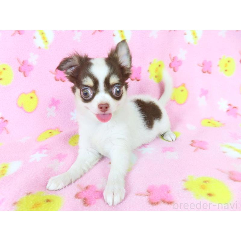 販売中の千葉県のチワワ(ロングコート)-403229の9枚目