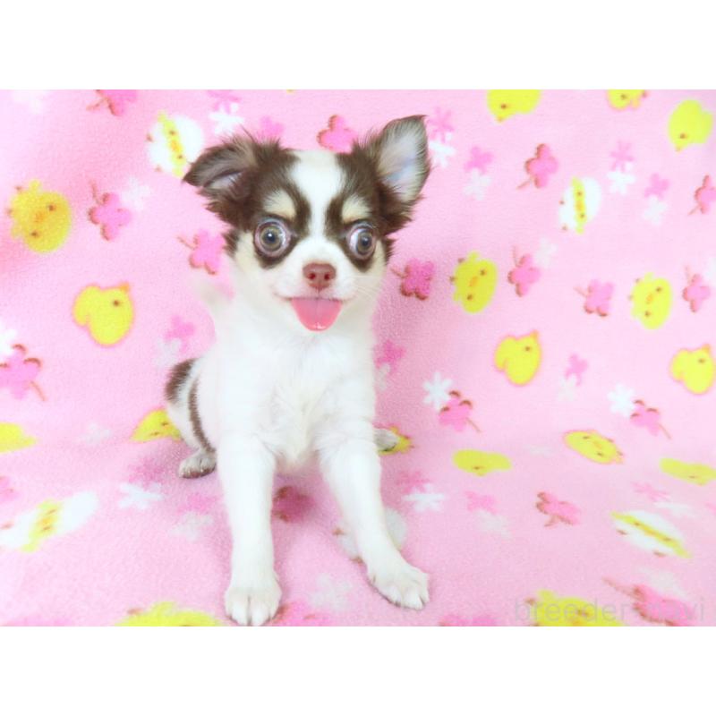 販売中の千葉県のチワワ(ロングコート)-403229の8枚目