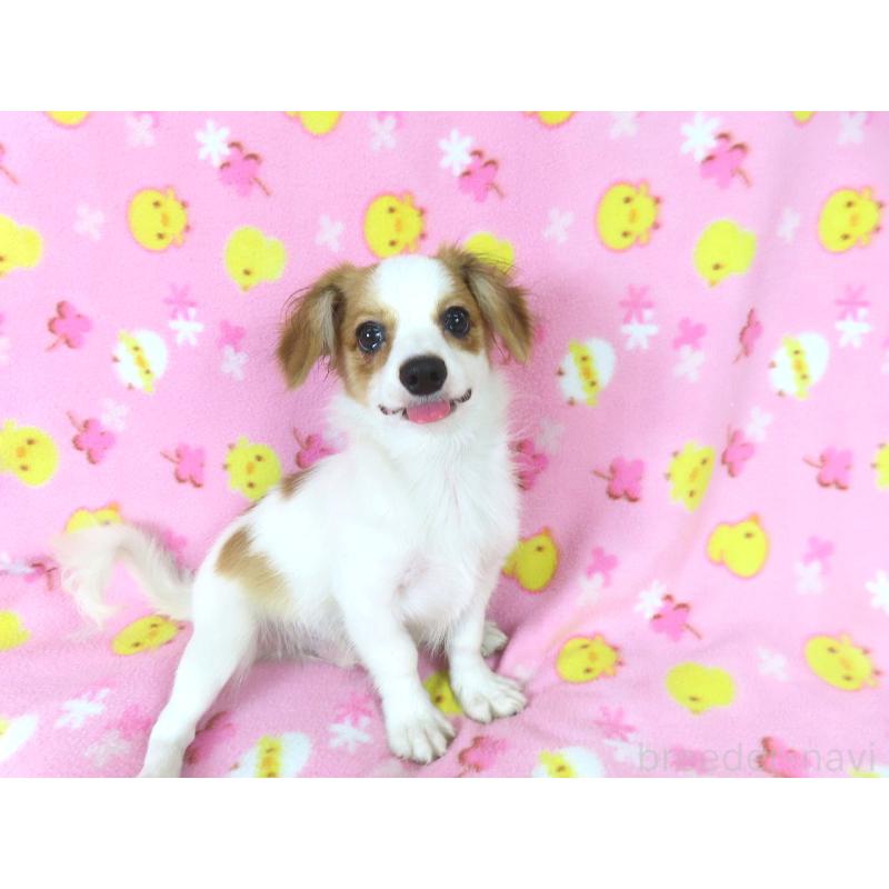 成約済の千葉県のパピヨン-391536の5枚目