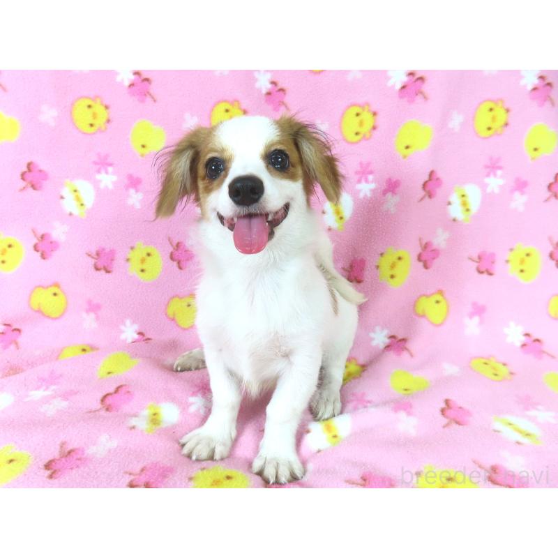 成約済の千葉県のパピヨン-391536の4枚目