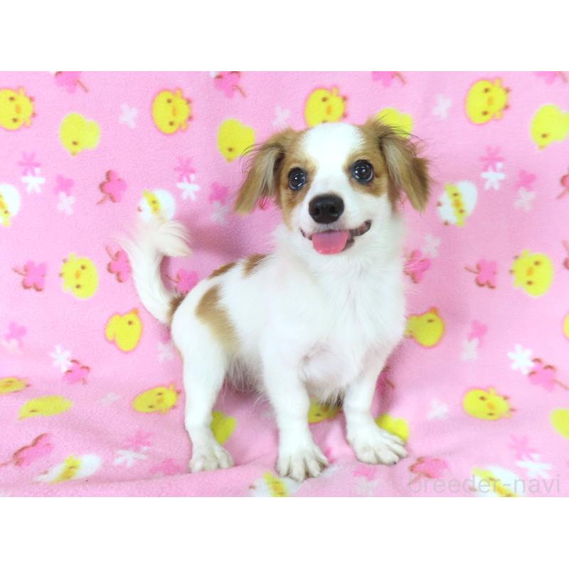 成約済の千葉県のパピヨン-391536の3枚目