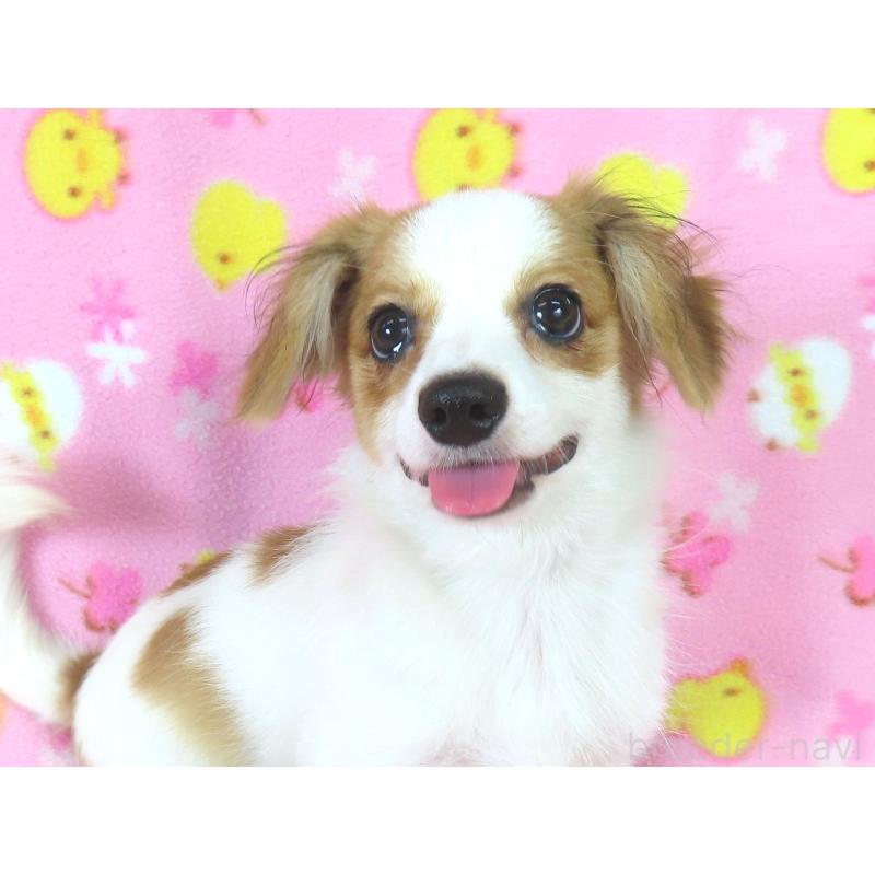 成約済の千葉県のパピヨン-391536の2枚目