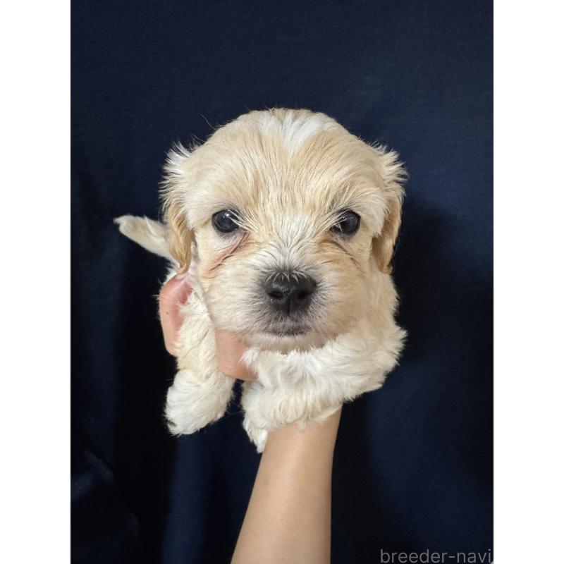 販売中の福岡県のミックス犬-408251の1枚目