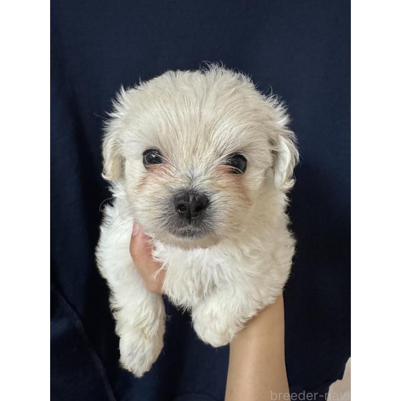 販売中の福岡県のミックス犬-408259の3枚目