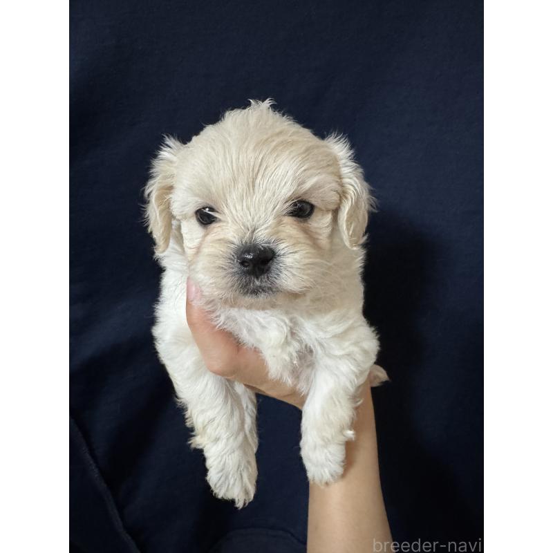 販売中の福岡県のミックス犬-408256の3枚目