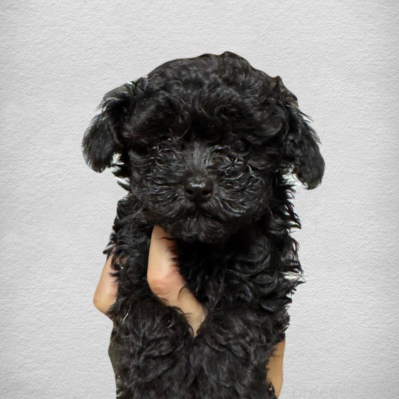 成約済の福岡県のティーカッププードル-408238の2枚目