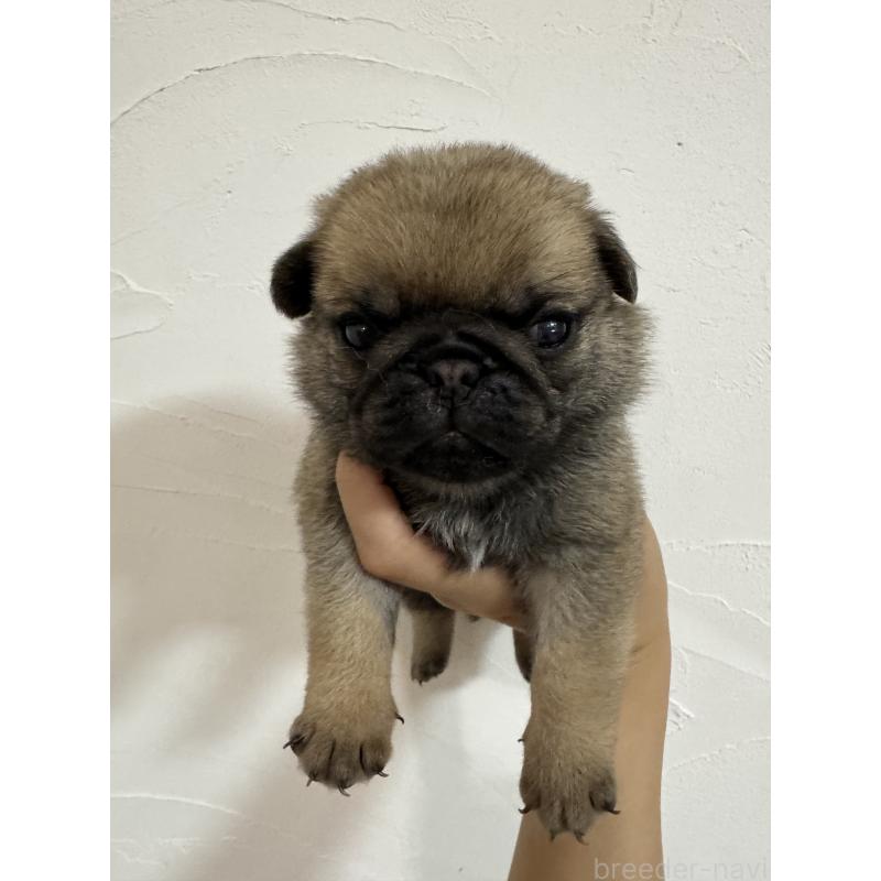 販売中の福岡県のパグ-413780の7枚目