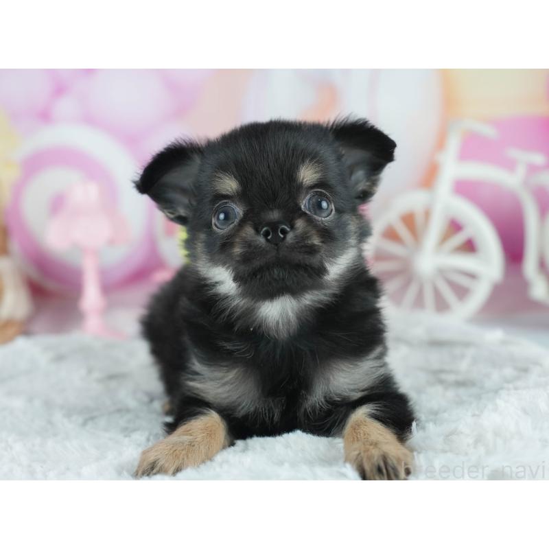 販売中の茨城県のチワワ(ロングコート)-414138の7枚目
