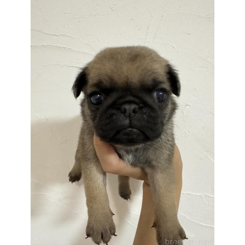 成約済の福岡県のパグ-413781の6枚目