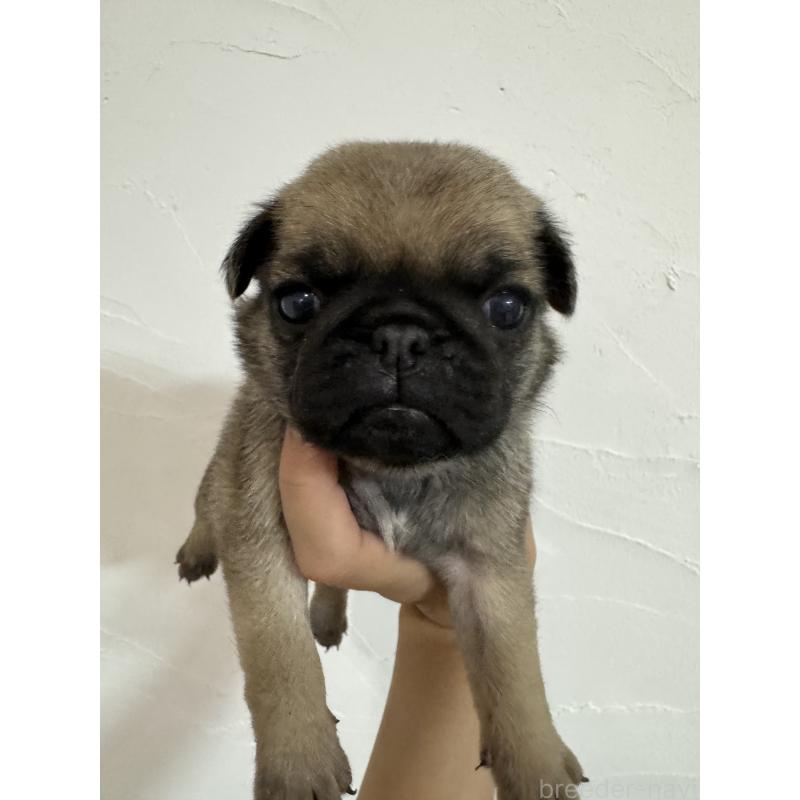 成約済の福岡県のパグ-413781の5枚目