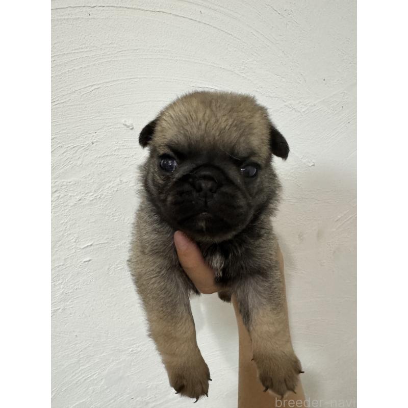 成約済の福岡県のパグ-413782の5枚目