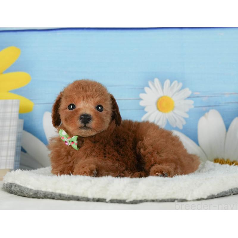 販売中の茨城県のトイプードル-414140の8枚目