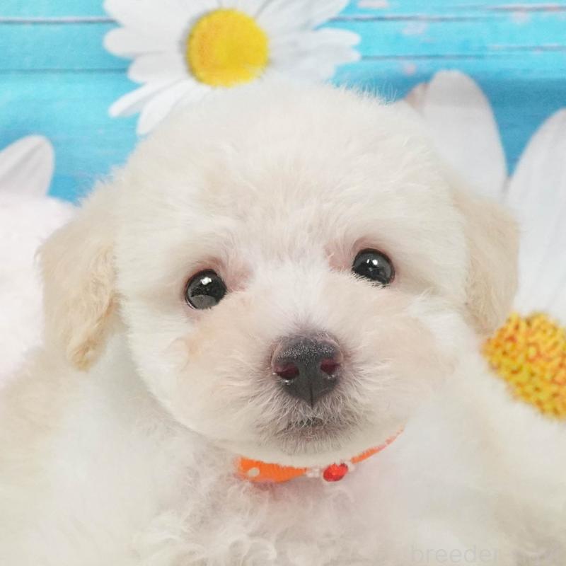 販売中の茨城県のトイプードル-414142の1枚目