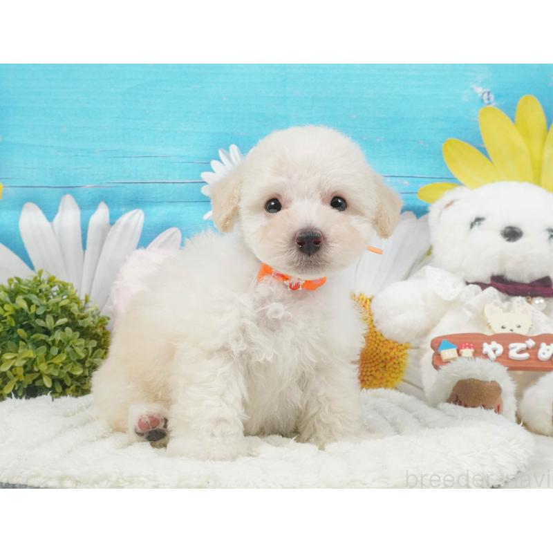 販売中の茨城県のトイプードル-414142の8枚目