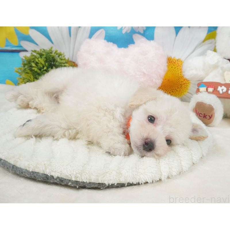 販売中の茨城県のトイプードル-414142の4枚目