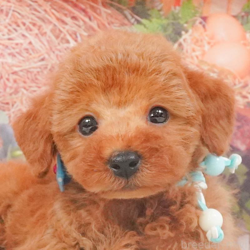 販売中の茨城県のトイプードル-414143