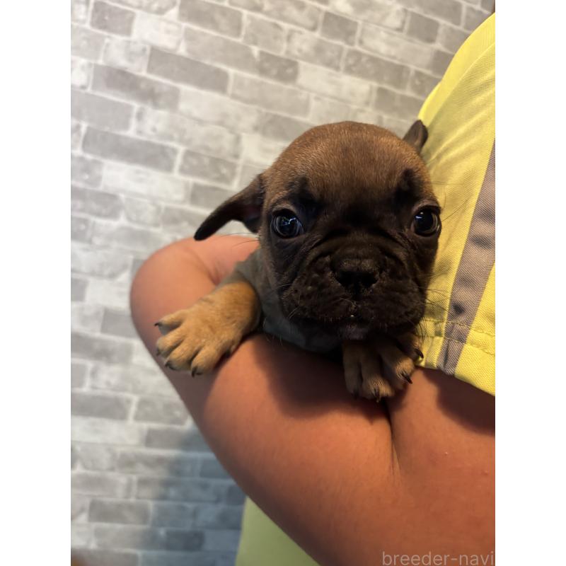 成約済の京都府のフレンチブルドッグ-412977の3枚目