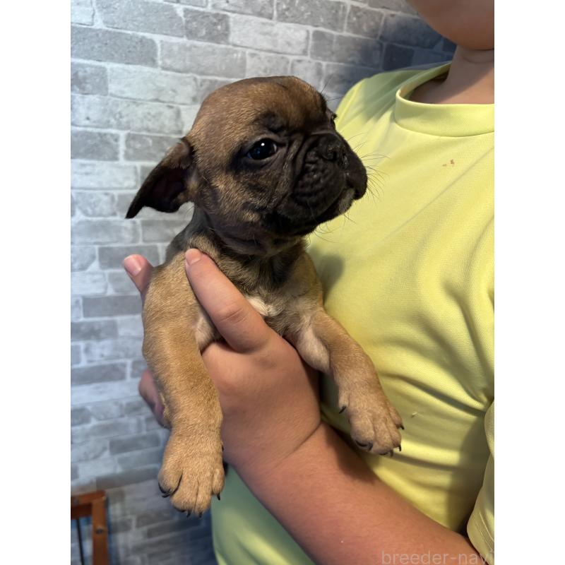 成約済の京都府のフレンチブルドッグ-412977の2枚目