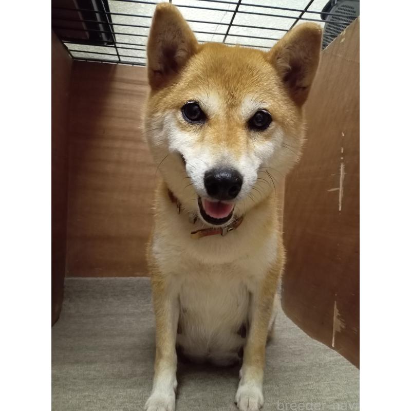 ぶいちゃん1枚目