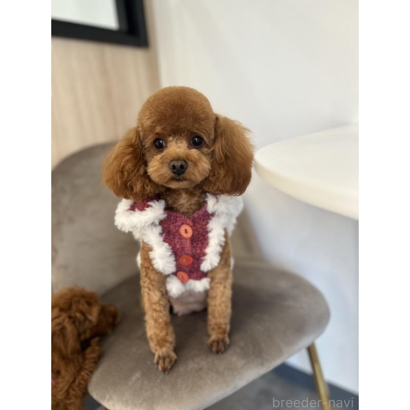 チョコちゃん1枚目