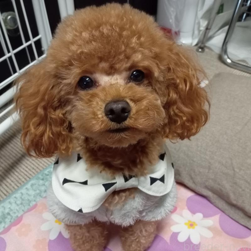 チョコちゃん1枚目