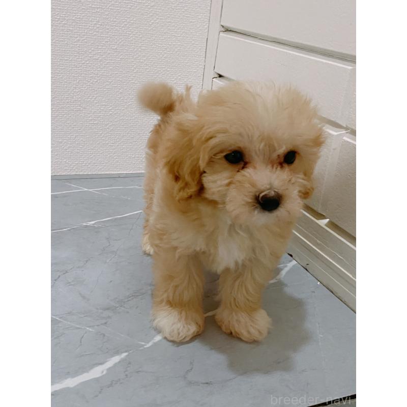 成約済の宮崎県のマルプー:マルチーズ×トイプードル-413693の3枚目