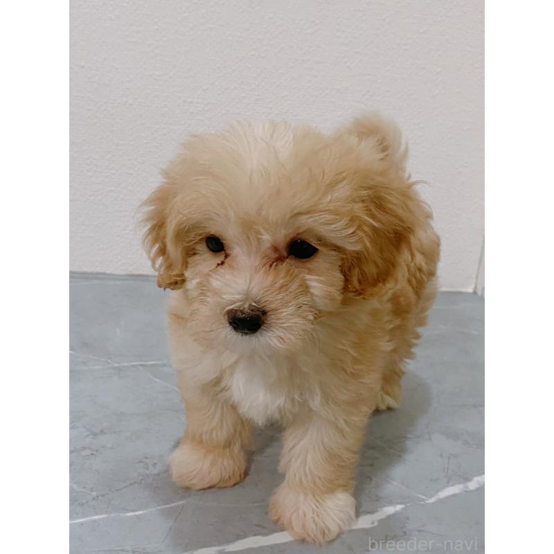 成約済の宮崎県のマルプー:マルチーズ×トイプードル-413693の2枚目