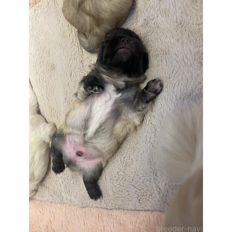 販売中の福岡県のペキニーズ-414165の5枚目