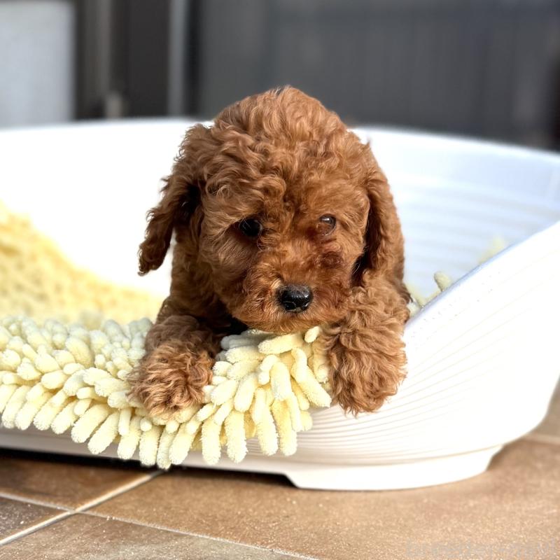 成約済の山口県のトイプードル-407705の5枚目