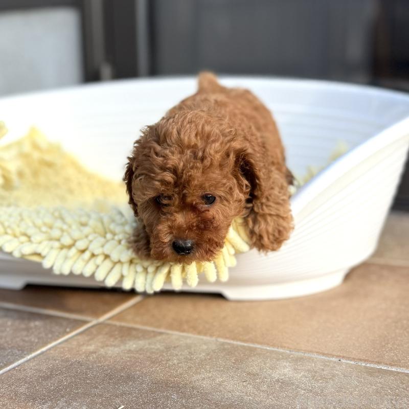 成約済の山口県のトイプードル-407705の4枚目