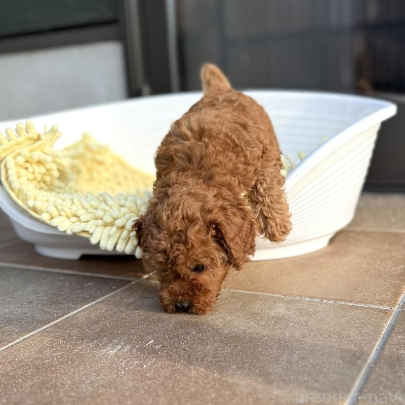 成約済の山口県のトイプードル-407705の2枚目