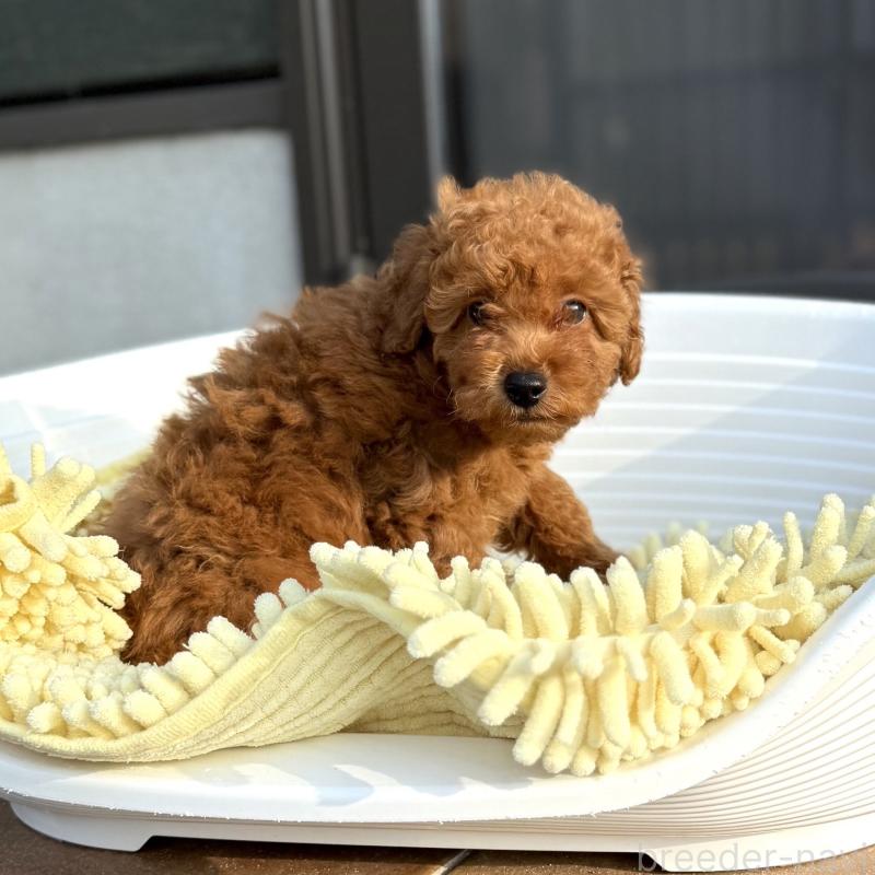 成約済の山口県のトイプードル-407706の5枚目