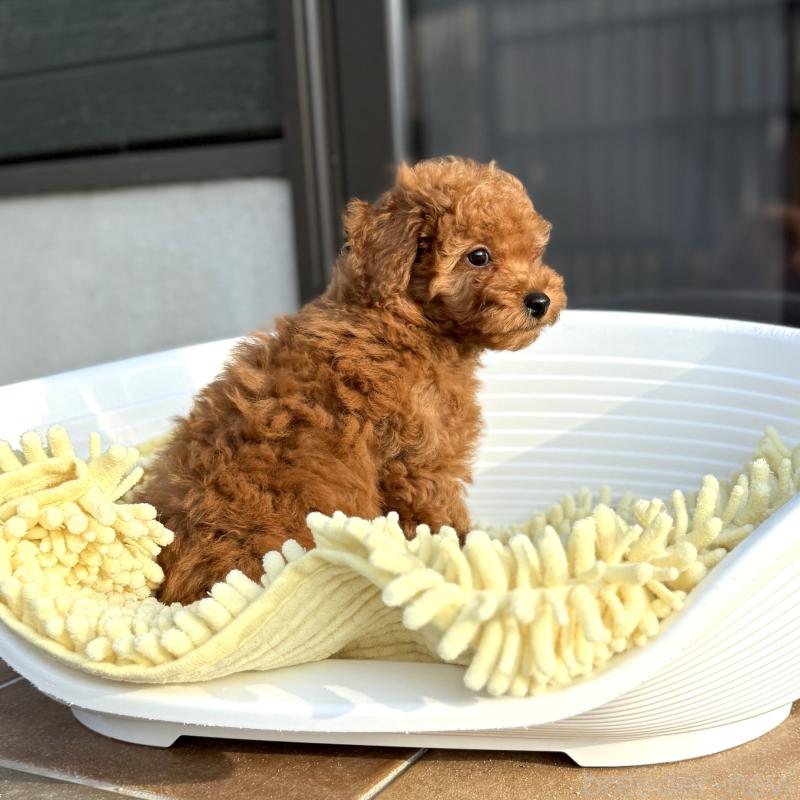 成約済の山口県のトイプードル-407706の4枚目