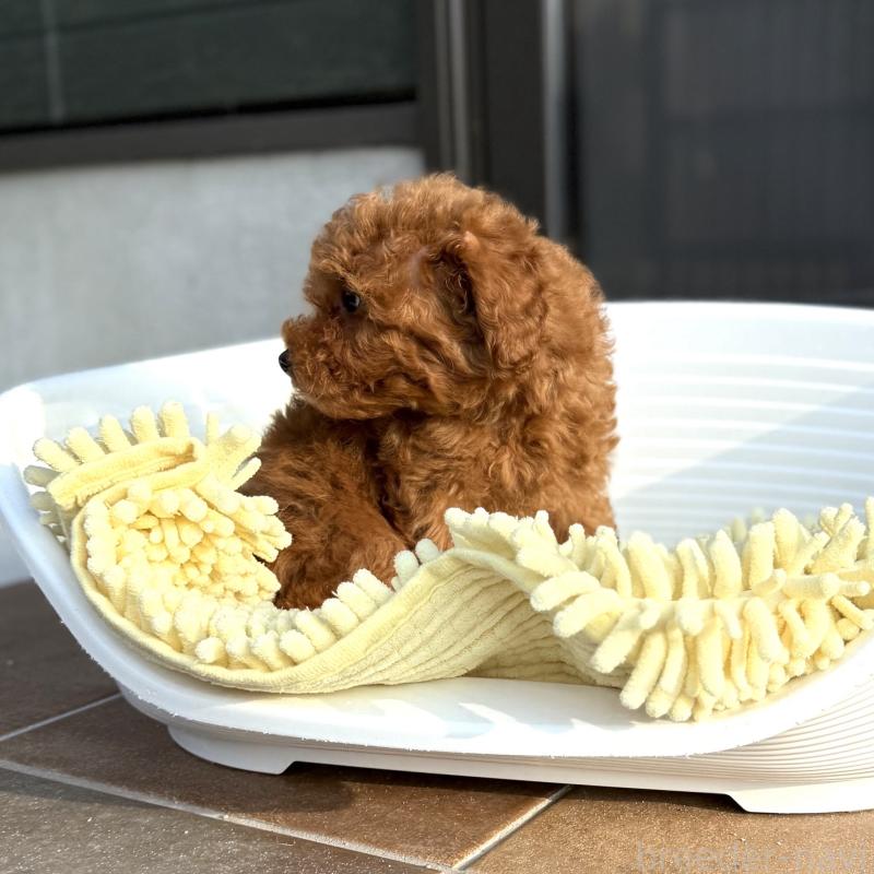 成約済の山口県のトイプードル-407706の3枚目