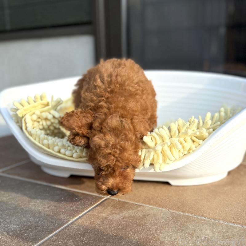 成約済の山口県のトイプードル-407706の2枚目