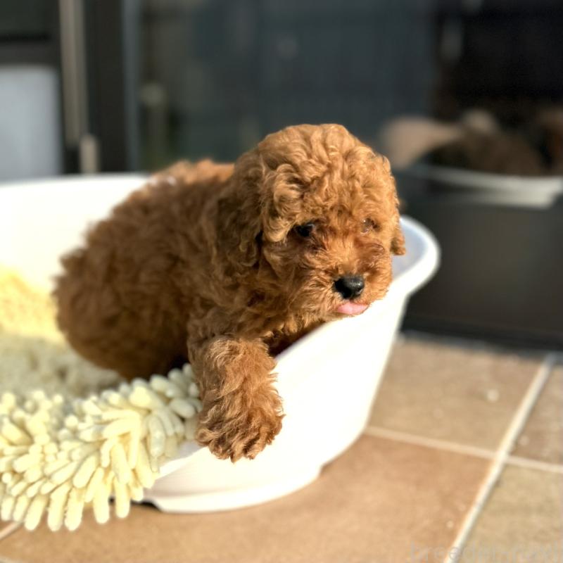 成約済の山口県のトイプードル-407701の7枚目