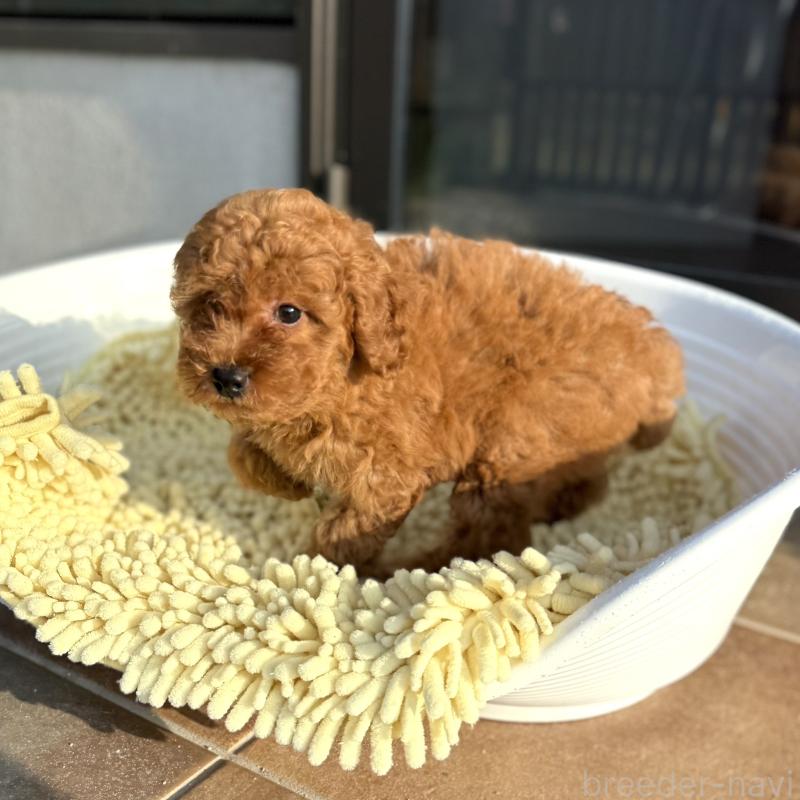 成約済の山口県のトイプードル-407701の6枚目